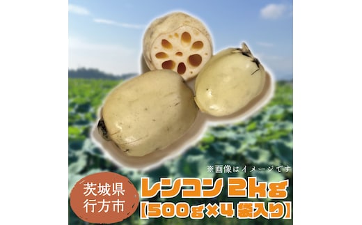 【先行予約】【2026年9月より順次発送開始】レンコン 約2kg｜茨城県 行方市 ふるさと納税 蓮根 レンコン 野菜 やさい(EG-2)