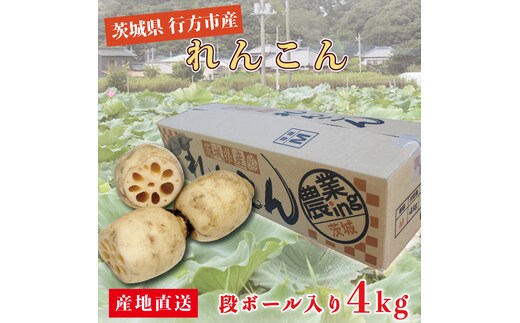 行方市産れんこん 約4kg｜蓮根 れんこん レンコン 野菜 行方市産 茨城県 行方市(DV-5)