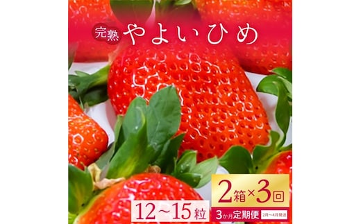 【2026年2月より順次発送】【3ヶ月定期便】甘～い！いちご やよいひめ 2箱(1箱：12粒～15粒入り)｜いちご イチゴ 苺 ストロベリー やよいひめ 果物 くだもの フルーツ 定期便 フルーツ定期便 先行予約 茨城県 行方市(V-2)