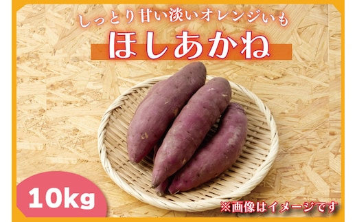 【2025年11月より順次発送】2025年度産 しっとり甘い淡いオレンジいも ほしあかね 約10kg｜さつまいも 芋 お芋 ほしあかね 渋谷農園 先行予約 茨城県 行方市(BZ-37)