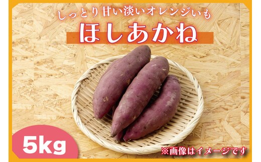 【2025年11月より順次発送】2025年度産 しっとり甘い淡いオレンジいも ほしあかね 約5kg｜さつまいも 芋 お芋 ほしあかね 渋谷農園 先行予約 茨城県 行方市(BZ-38)