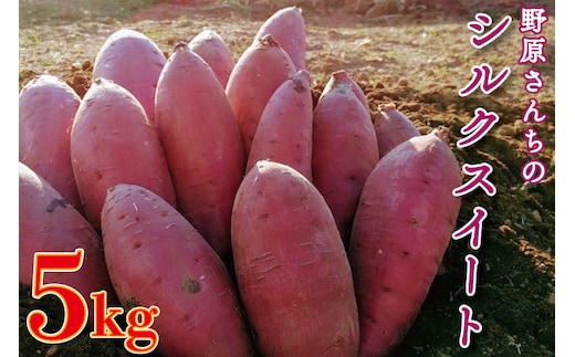 【2026年1月中旬より順次発送】野原さんちのシルクスイート 約5kg｜芋 さつまいも サツマイモ お芋 いも シルクスイート 期間限定 先行予約 茨城県 行方市(EL-3-1)