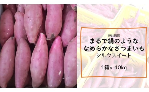 【2025年11月より順次発送】2025年度産 まるで絹のようななめらかなさつまいも シルクスイート 約10kg｜さつまいも 芋 お芋 シルクスイート 渋谷農園 先行予約 茨城県 行方市(BZ-20)
