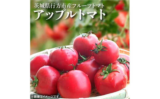 【2026年1月より順次発送】東山農園のアップルトマト 約1.5kg｜トマト とまと 野菜 やさい アップルトマト 新感覚 濃厚 先行予約 フルーツ フルーツトマト 茨城県 行方市 ふるさと納税(FP-1)