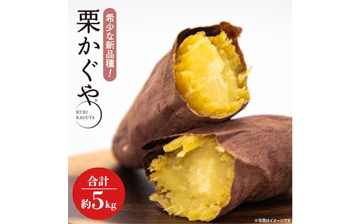 【2026年7月より順次発送】希少な新品種！７月限定「行方の黄福(栗かぐや)」さつまいも 約5kg｜さつまいも サツマイモ さつま芋 お芋 希少 新品種 栗かぐや 先行予約 茨城県 行方市(AE-88)