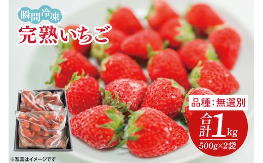 瞬間冷凍完熟いちご 500g×2袋｜いちご イチゴ 苺 冷凍イチゴ 冷凍いちご 冷凍 冷凍フルーツ 完熟 フルーツ 果物 くだもの デザート おやつ スムージー ジャム 数量限定(S-9-1)