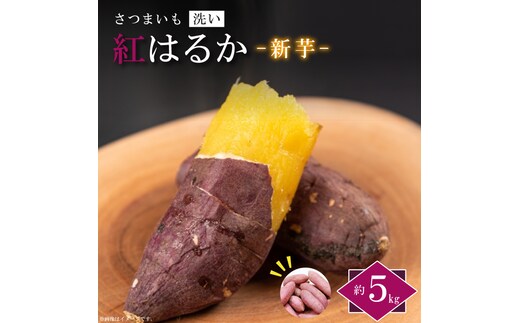 【2026年9月より順次発送】農産物直売所「やさいの声」紅はるか 新芋 洗い 約5kg|さつまいも サツマイモ 紅はるか 洗い 行方市 ふるさと納税(EK-9)