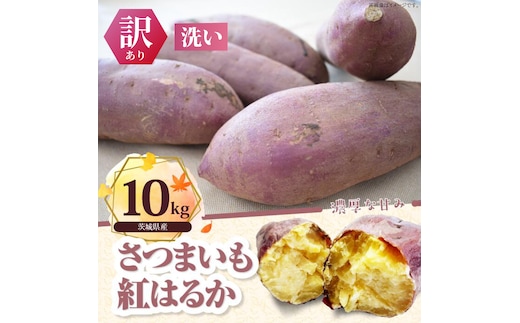 【訳あり】紅はるか 約10kg｜さつまいも 芋 お芋 わけあり 訳あり 紅はるか タネのハシモト 茨城県 行方市(BS-23)