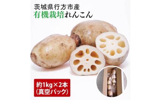 【2025年9月中旬より順次発送】【真空パック】【希少】【洗い】「横瀬農園の有機れんこん」 約２kg（２本入）｜農家直送 レンコン れんこん 茨城県産 野菜 根菜 行方市産 オーガニック 新鮮 栄養豊富 生産量 日本一(HB-1)