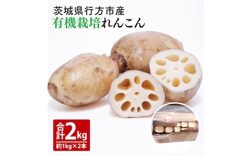 【2025年9月中旬より順次発送】【希少】【洗い】「横瀬農園の有機れんこん」 約２kg（２本入）｜ 農家直送 レンコン れんこん 茨城県産 野菜 根菜 行方市産 オーガニック 新鮮 栄養豊富 生産量 日本一(HB-2)