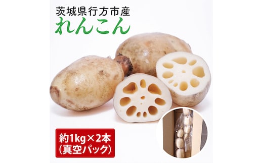 【2025年9月中旬より順次発送】【真空パック】【洗い】「横瀬農園のれんこん」 約２kg（２本入）/ 農家直送 レンコン れんこん 茨城県産 野菜 根菜 行方市産 新鮮 栄養豊富 生産量 日本一(HB-3)