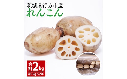 【2025年9月中旬より順次発送】【洗い】「横瀬農園のれんこん」 約２kg（２本入）/ 農家直送 レンコン れんこん 茨城県産 野菜 根菜 行方市産 新鮮 栄養豊富 生産量 日本一(HB-5)