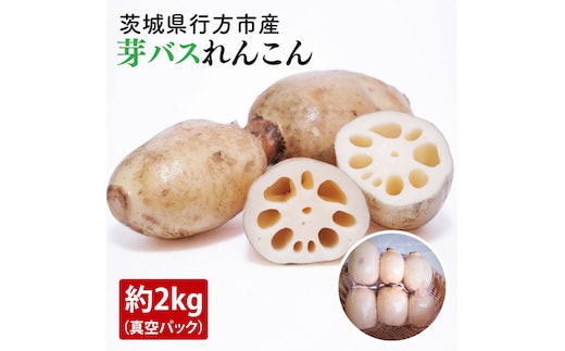 【2025年9月中旬より順次発送】【真空パック】【洗い】【柔らかい】「横瀬農園の芽バスれんこん」 約２kg（400〜500ｇ×4〜5袋）/ 農家直送 レンコン れんこん 茨城県産 野菜 根菜 行方市産 新鮮 栄養豊富 生産量 日本一(HB-6)