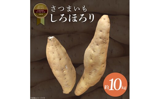 【2025年11月より順次発送】2025年度産 さつまいも しろほろり 約10kg｜さつまいも 芋 お芋 しろほろり 渋谷農園 先行予約 茨城県 行方市(BZ-42)