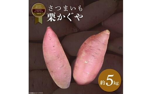 2025年度産 さつまいも 栗かぐや 約5kg｜さつまいも 芋 お芋 栗かぐや 渋谷農園 茨城県 行方市(BZ-50)