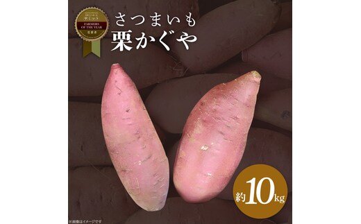 2025年度産 さつまいも 栗かぐや 約10kg｜さつまいも 芋 お芋 栗かぐや 渋谷農園 茨城県 行方市(BZ-51)