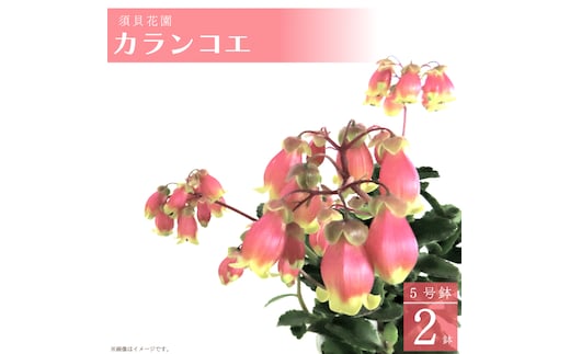 【2026年2月より順次発送】須貝花園 カランコエ 2鉢(5号鉢)｜カランコエ 花 多肉植物 季節の花 須貝花園 先行予約 茨城県 行方市(C-15)