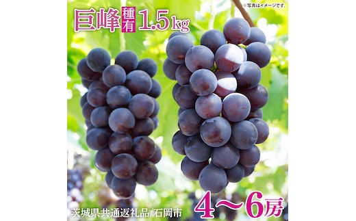 【2026年8月中旬より順次発送】★数量限定★種あり巨峰 約1.5kg(4～6房)【茨城県共通返礼品/石岡市】｜ぶどう 葡萄 果物 くだもの フルーツ 巨峰 石岡市 茨城県 行方市 人気 数量限定 送料無料(HL-1)
