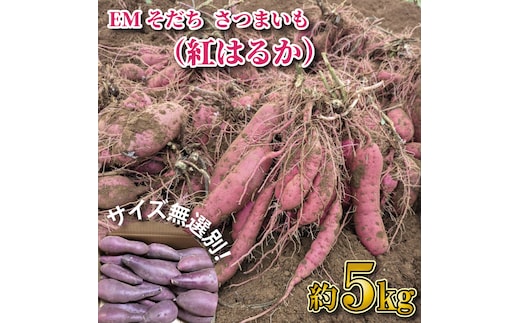 【2026年1月上旬より順次発送】★訳あり★無選別「はるかにおいしいさつまいも」EMそだち紅はるか 約5kg｜さつまいも 芋 サツマイモ 紅はるか 訳あり わけあり ワケアリ 先行予約 EM 栄養 焼き芋 蒸かし芋 天ぷら 大学芋 茨城県 行方市(HH-1)