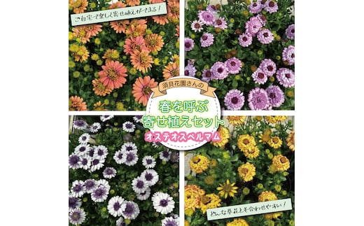【2026年3月より順次発送】須貝花園さんの春を呼ぶ寄せ植えセット＜オステオスペルマム 4鉢＞｜オステオスペルマム 花 季節の花 寄せ植え 寄せ植えセット セット 須貝花園 先行予約 茨城県 行方市(C-17)