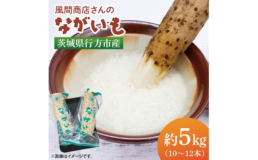 【2025年12月より順次発送】風間商店さんのながいも 約5kg(10～12本)｜ながいも いも 芋 長芋 野菜 やさい 人気 美容 健康 腸活 味噌汁 天ぷら 茨城県 行方市 行方市産(HO-2)