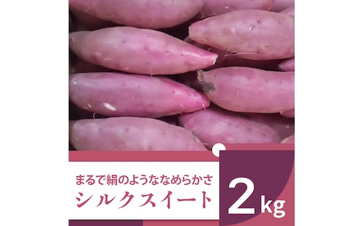 【2025年11月より順次発送】2025年度産 まるで絹のようななめらかなさつまいも シルクスイート 約2kg｜さつまいも 芋 お芋 シルクスイート 渋谷農園 先行予約 茨城県 行方市(BZ-57)