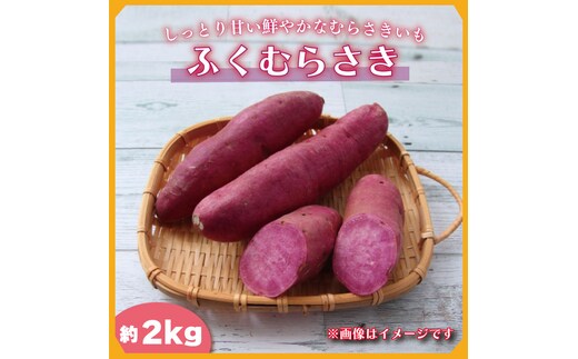 2025年度産 しっとり甘い鮮やかな紫いも ふくむらさき 約2kg｜さつまいも 芋 お芋 ふくむらさき 紫いも 渋谷農園 先行予約 茨城県 行方市(BZ-58)