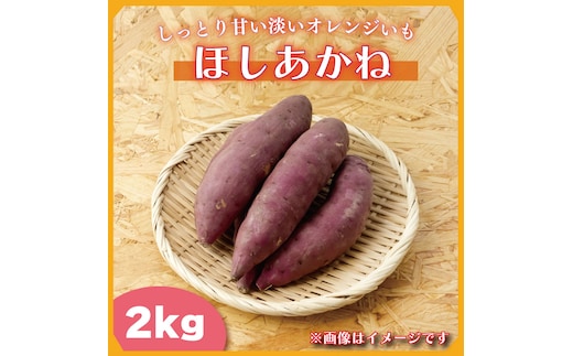 【2025年11月より順次発送】2025年度産 しっとり甘い淡いオレンジいも ほしあかね 約2kg｜さつまいも 芋 お芋 ほしあかね 渋谷農園 先行予約 茨城県 行方市(BZ-59)