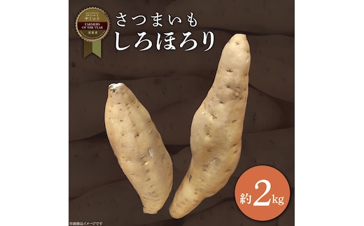 【2025年11月より順次発送】2025年度産 さつまいも しろほろり 約2kg｜さつまいも 芋 お芋 しろほろり 渋谷農園 先行予約 茨城県 行方市(BZ-60)