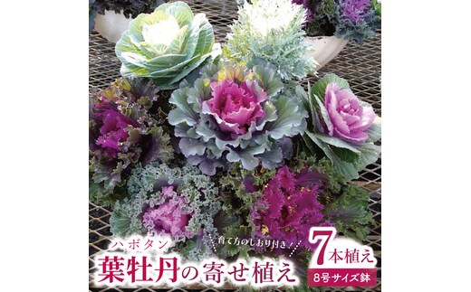 行方市の花農家「すみれ花園」セレクト 葉牡丹の寄せ植え｜花 お花 季節の花 葉牡丹 寄せ植え ギフト 贈り物 プレゼント 茨城県 行方市(EH-29)