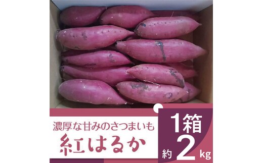2025年度産 濃厚な甘みのさつまいも 紅はるか 約2kg｜さつまいも 芋 お芋 紅はるか 渋谷農園 茨城県 行方市(BZ-56)
