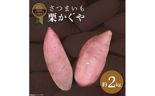 2025年度産 さつまいも 栗かぐや 約2kg｜さつまいも 芋 お芋 栗かぐや 渋谷農園 茨城県 行方市(BZ-63)