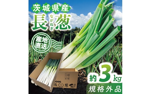 【訳あり】 河野農園 新鮮 長ねぎ ( 規格外 ) 約3kg｜ねぎ 野菜 茨城県 行方市(HW-1)