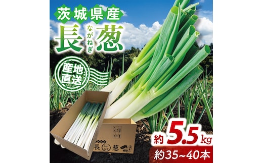 河野農園 新鮮 長ねぎ 約5.5kg｜ねぎ 野菜 茨城県 行方市(HW-2)