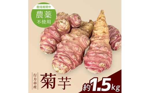 【2026年11月より順次発送】★栽培期間中農薬不使用★ 行方市産 菊芋 約1.5kg｜芋 先行予約 茨城県（CP-17）