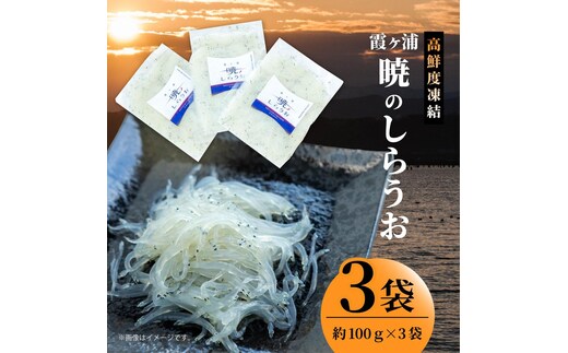 霞ヶ浦 暁のしらうお 約100g×3パック|茨城県 行方市 ふるさと納税 白魚 しらうお 海鮮（GT-5）