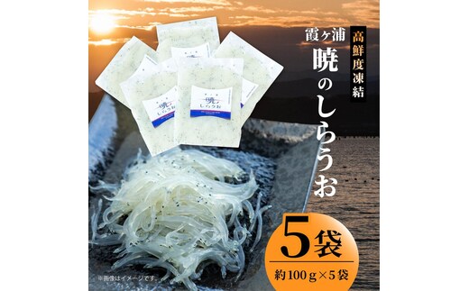 霞ヶ浦 暁のしらうお 約100g×5パック|茨城県 行方市 ふるさと納税 白魚 しらうお 海鮮（GT-6）
