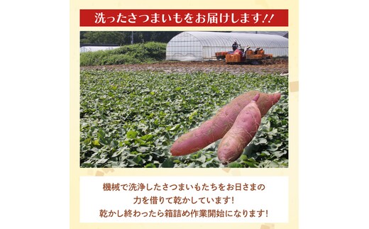 茨城県産 紅はるか 訳あり サイズミックス 約5kg｜訳あり わけあり 訳