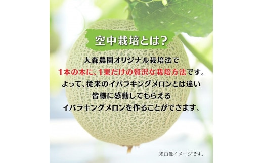 寿メロン 「空中栽培」で栽培した贅沢な イバラキングメロン アンテナ付き 2玉 計約4kg メロン 大森農園 先行予約 フルーツ先行予約 メロン先行予約