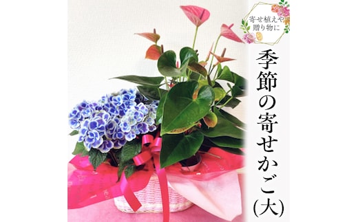 季節の寄せかご（大） 花 お花 フラワー 誕生日 プレゼント ギフト 贈り物 父の日 母の日 [AS02-NT]