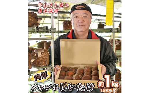 中山さん家の肉厚ジャンボしいたけ約1kg（15枚程度）【菌床栽培】 きのこ しいたけ シイタケ 椎茸 [CH01-NT]