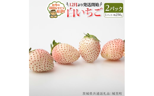 白いちご約250ｇ×2パック【12月より発送開始】（茨城県共通返礼品：城里町産）田舎の頑固おやじが厳選！ 茨城県 県産 人気 厳選 果物 くだもの 旬 旬の果物 旬のフルーツ 白イチゴ 白いちご 白苺 いちご イチゴ 苺 [BI229-NT]