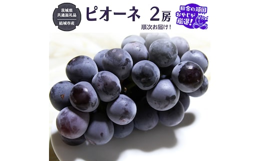 ピオーネ 2房 【2026年8月より発送開始】（茨城県共通返礼品 [ぶどう]：結城市産）田舎の頑固おやじが厳選！ ぶどう ブドウ 葡萄 大粒 ギフト 甘い 美味しい フルーツ [BI267-NT]