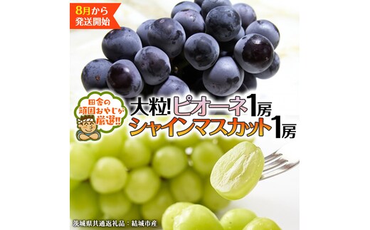 シャインマスカット と ピオーネ （各種1房ずつ） 【2026年8月より発送開始】（茨城県共通返礼品 [ぶどう]：結城市産） シャインマスカット マスカット ぶどう ブドウ 葡萄 ピオーネ 種なし 大粒 高糖度 ギフト 甘い 美味しい [BI312-NT]