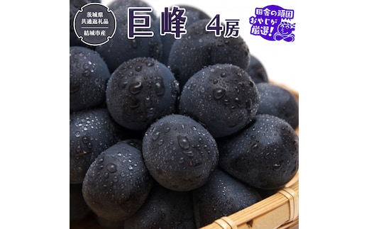 巨峰 4房 【2026年8月より発送開始】（茨城県共通返礼品 [ぶどう]：結城市産）田舎の頑固おやじが厳選！ ぶどう ブドウ 葡萄 高糖度 大粒 甘い フルーツ 美味しい [BI294-NT]