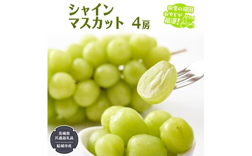 シャインマスカット 4房 【2025年7月より発送開始】 （茨城県共通返礼品 [ぶどう]：結城市産） 田舎の頑固おやじが厳選！ マスカット 種なし ギフト 高糖度 大粒 甘い 美味しい フルーツ [BI292-NT]