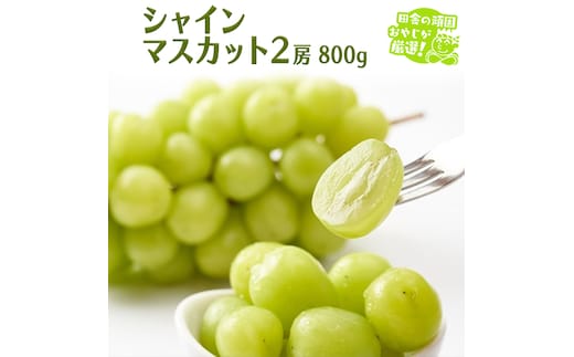 シャインマスカット 800g 2房 【9月より発送開始】（茨城県共通返礼品 [ぶどう]：結城市産） 田舎の頑固おやじが厳選！ マスカット 種なし ギフト 高糖度 大粒 ぶどう 甘い 美味しい フルーツ [BI291-NT]