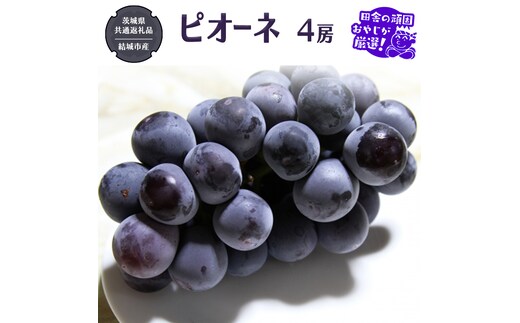 ピオーネ 4房【2026年8月より発送開始】（茨城県共通返礼品 [ぶどう]：結城市産）田舎の頑固おやじが厳選！ ぶどう ブドウ 葡萄 種なし 大粒 高糖度 ギフト 甘い 美味しいフルーツ [BI286-NT]