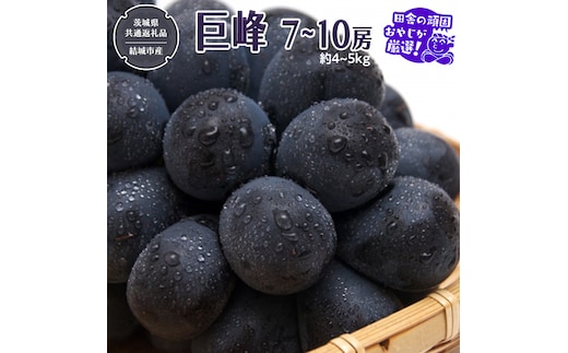 巨峰 約4～5kg 7～10房 【2026年8月より発送開始】（茨城県共通返礼品 [ぶどう]：結城市産）田舎の頑固おやじが厳選！ ぶどう ブドウ 葡萄 高糖度 大粒 甘い 美味しい フルーツ [BI293-NT]