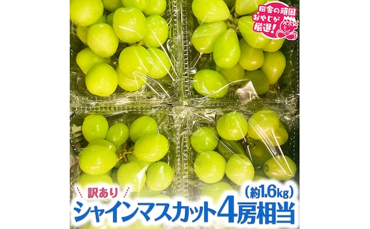 訳あり】シャインマスカット4房相当（約1.6kg） 【令和6年9月より発送